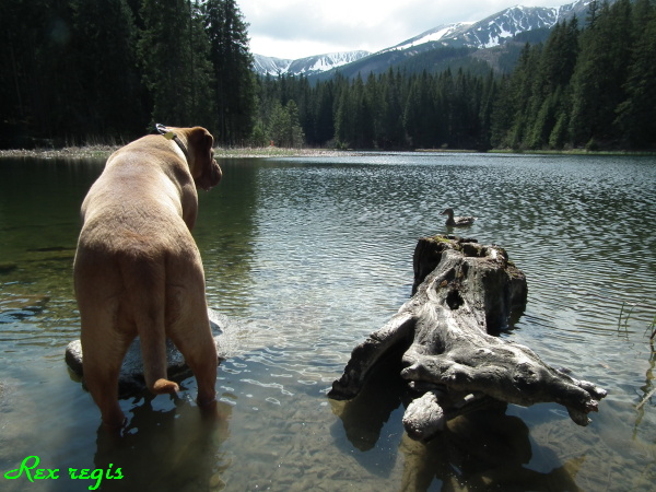 Kópia – vrbicképleso 320